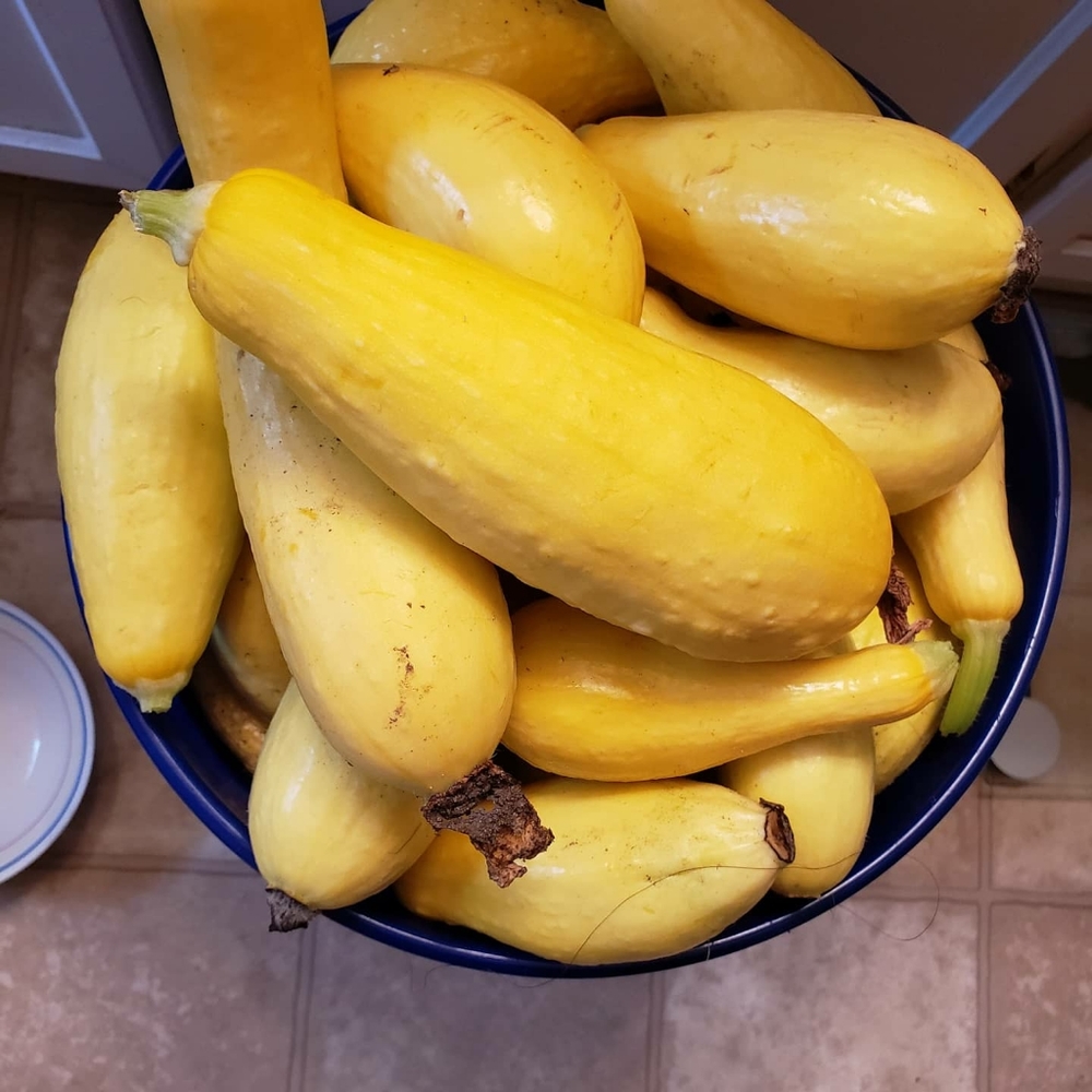 Squash